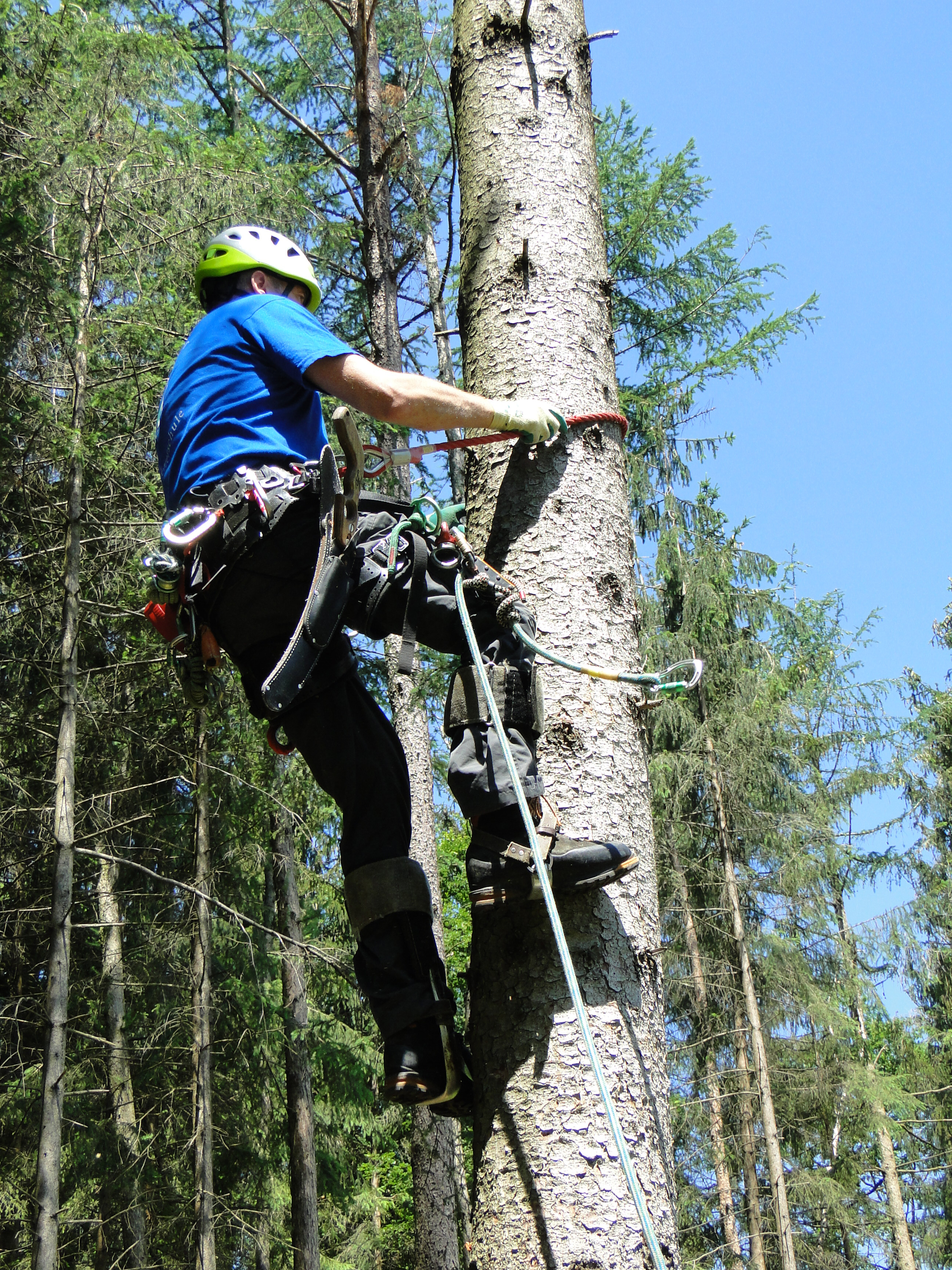 Forst Steigeisen Baumsteigeisen Baumklettern Baumpflege Baumklettern Werkzeug 