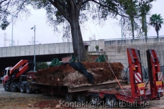 Wenn Riesen umziehen - eine Großbaumverpflanzung