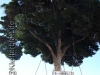 19-2-4-bild-grossbaumverpflanzung