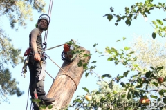 Horizontal statt vertikal - Baumabtragung mit Traverse
