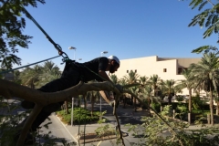 Baumpflege in der Wüste