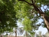 Baumpflege Riyadh