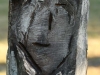Baumkunst: Baumgesicht 03