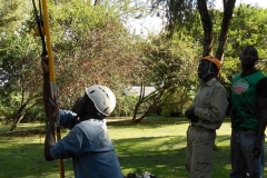 Schimpansenforschung