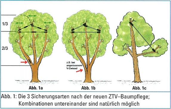 Kronensicherung: Drei Arten nach ZTV-Baumpflege