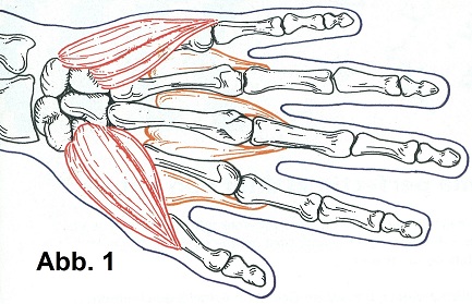 Knochen- und Muskelaufbau Hand