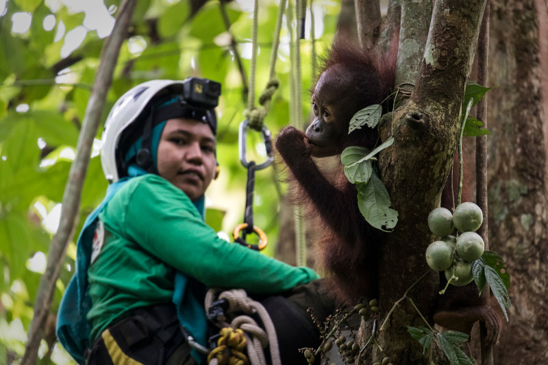 Ein Baumkletterer schaut auf einen kleine Orang Utan neben ihm im Baum