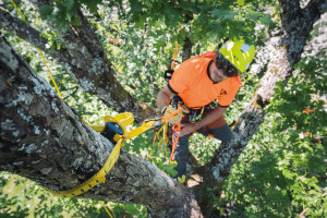 Baumkletterer mit Eject Kambiumschoner im Baum von oben fotografiert