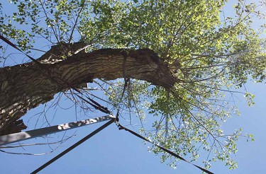 Alter Baum mit Stützgerüst aus Carbon von unten