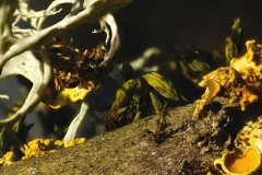 Baumleben Extrem - Bäume