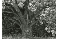 Baumleben Extrem - Bäume 08