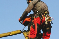 Baumleben Extrem - Klettern