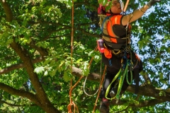Deutsche Baumklettermeisterschaft 2017